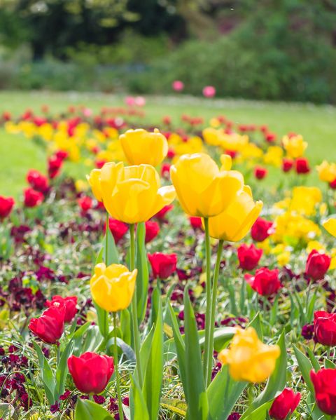 Flower, Flowering plant, Tulip, Meadow, Petal, Plant, Spring, Field, Botanical garden, Natural landscape, 
