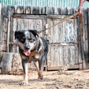 Enhance Your Dog's Après Experience With Gear From Yeti