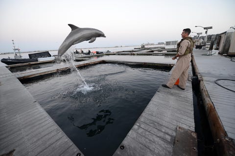 130501 n fn215 611point loma, calif may 1, 2013   hull technician 2nd class christopher burgess assigned to explosive ordnance disposal mobile unit eodmu 1, works with a bottlenose dolphin prior to a night training exercise eodmu 1 operates with bottlenose dolphins as a means of locating and marking mines that are on the sea floor, tethered in the water column or in shallow water us navy photo by mass communication specialist 2nd class joshua scottreleased