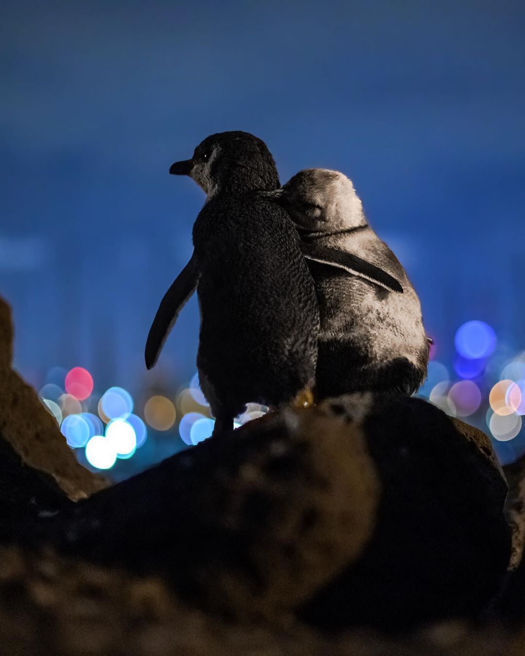 心温まる 2羽のペンギンが寄り添う 奇跡のシーン