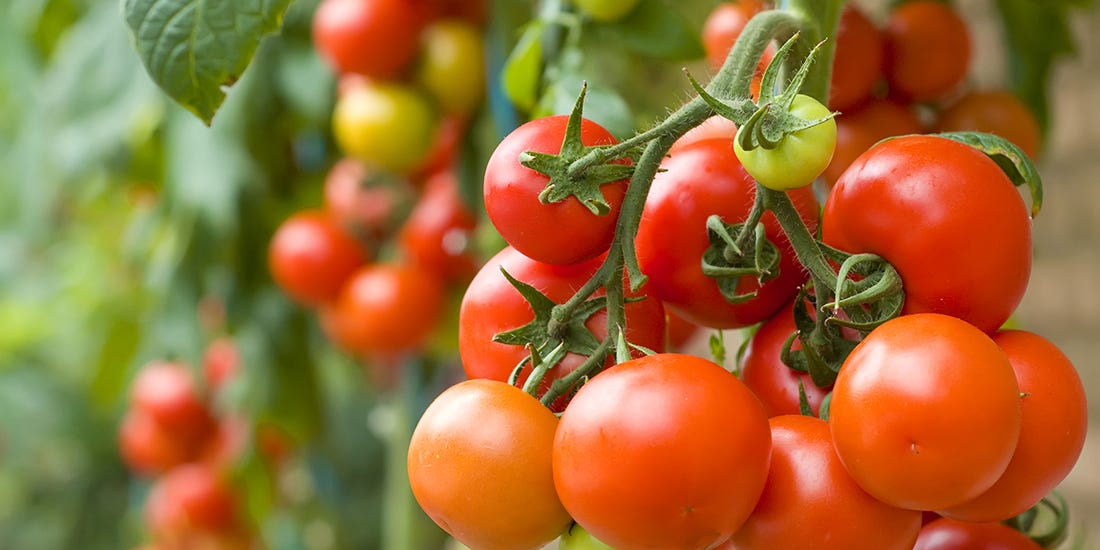 secrets to growing plump