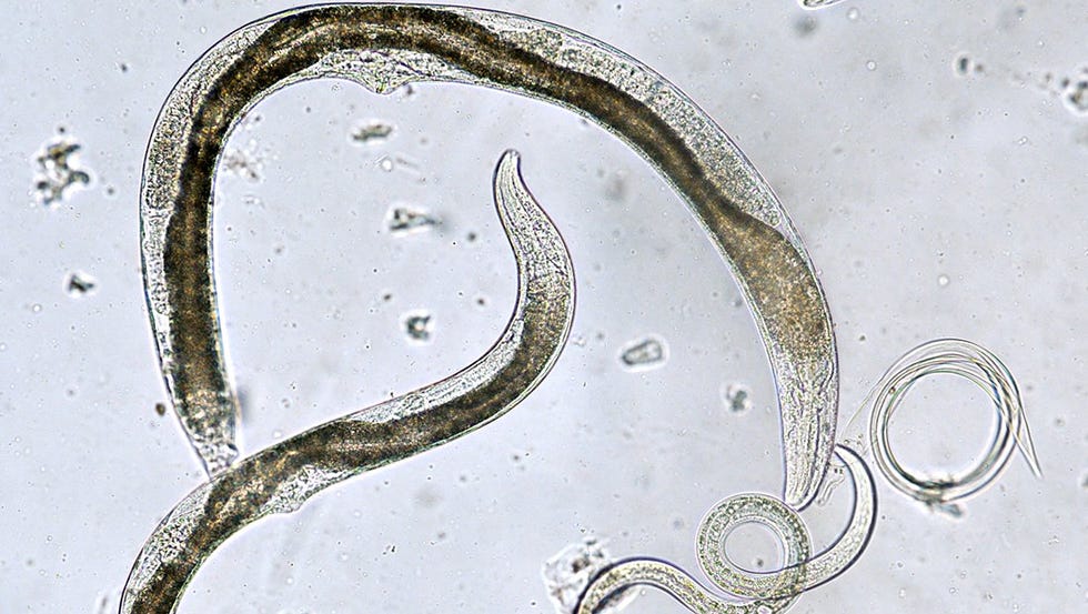 what-are-nematodes-these-tiny-parasites-can-help-or-hurt-your