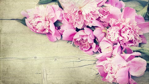 Growing Peonies Peonies On Table