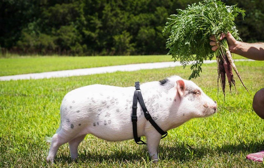 pet pigs