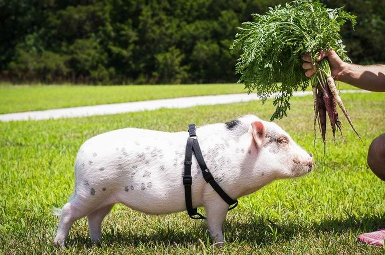 What It's Like Having a Mini Pet Pig Caring for
