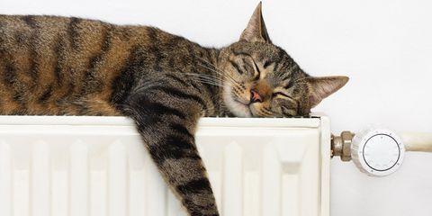 cat sleeping on radiator