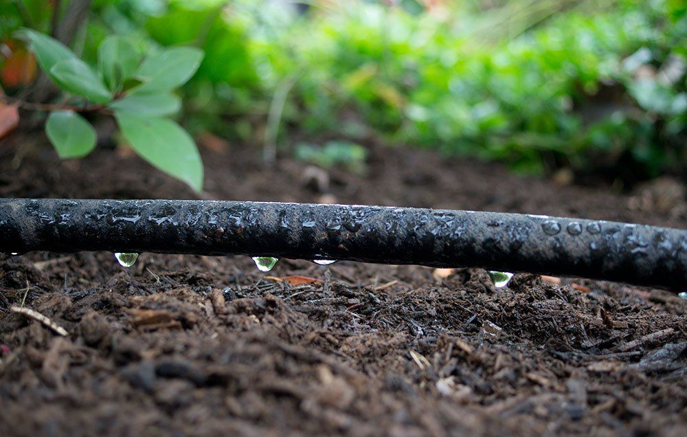6 plant drip line connect to a garden hose