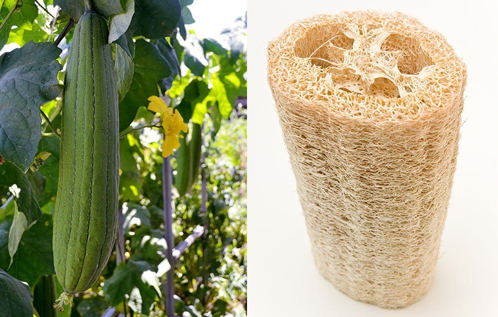 luffa to loofah