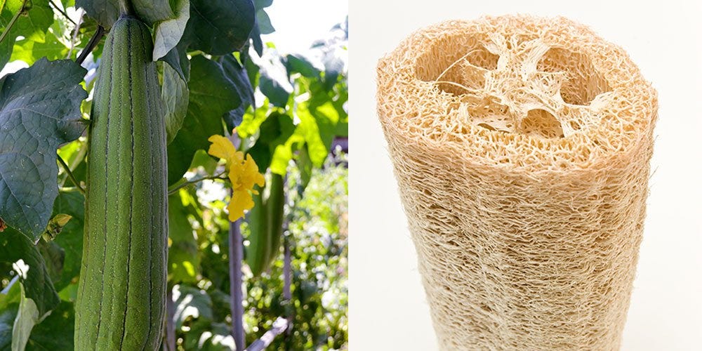 How To Grow Your Own Loofah Sponge - Tips For Growing Luffa Gourd Plants