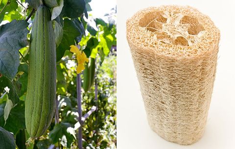 Loofah sponges are made from luffa gourds. Here's how to grow and make your own loofah sponge.
