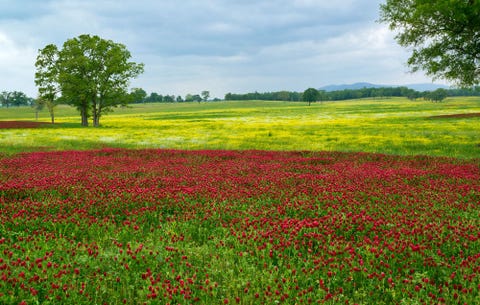 cover crop basics