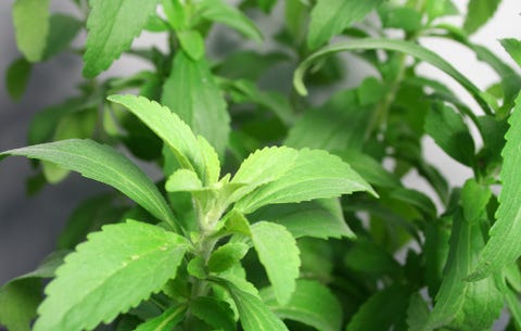How To Grow Stevia - 