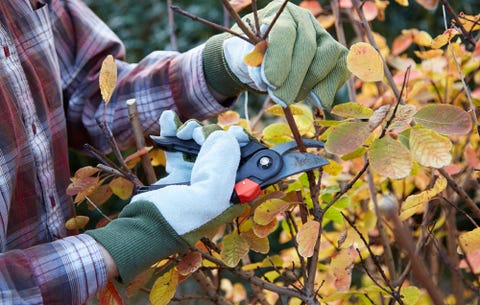 pruning trees and shrubs