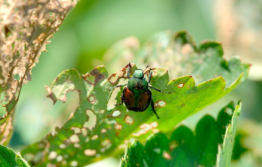 How To Get Rid Of Japanese Beetles Ways To Kill Japanese Beetles