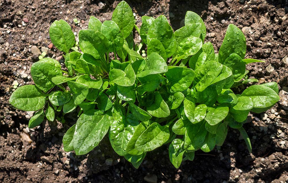 The Ultimate Spinach Growing Guide