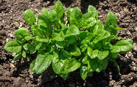 growing spinach