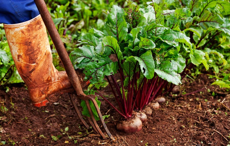 how-and-why-to-grow-and-eat-more-beets-rodale-s-organic-life