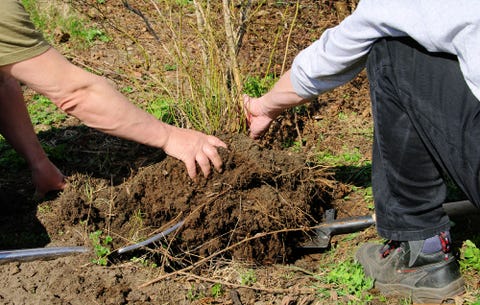 Blueberries How To Grow The Most Delicious Rodale S Planting Blueberry Bush
