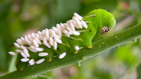 Braconid Wespe