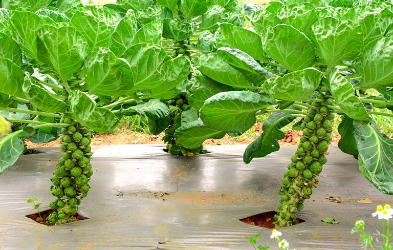 How To Grow A Bounty Of Beautiful Brussels Sprouts | Rodale's Organic Life