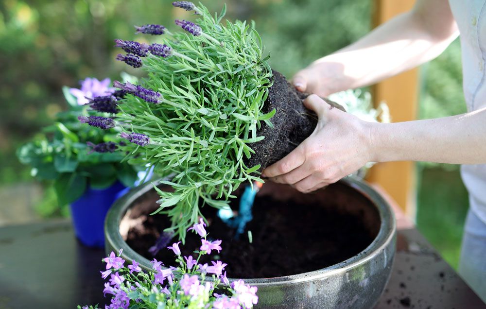 Container Gardening, Best Plants For Patio Pots Uk