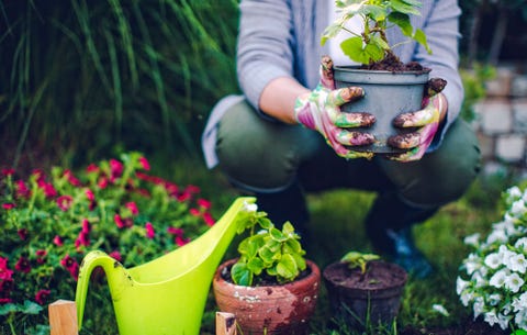 sélection des plantes