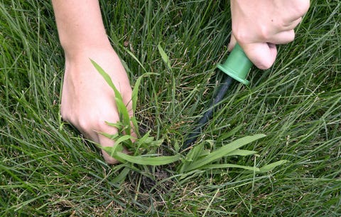 How To Get Rid Of Crabgr In Your Lawn Naturally Pulling Crabgr