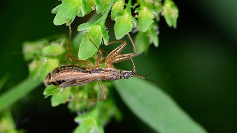 Insectos donzelas