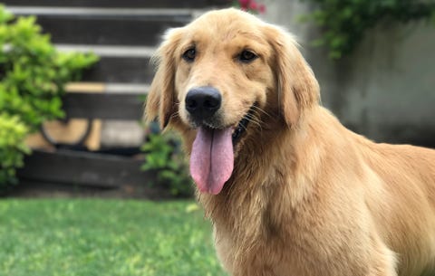 how to dog proof your backyard rodale s organic life