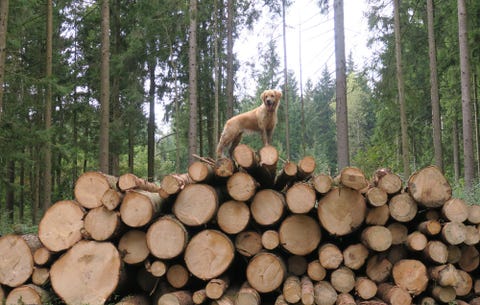 dog on logs