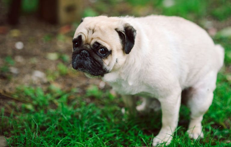 White bulldog trying to poop