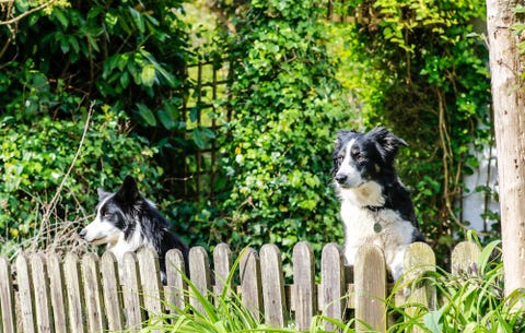 how to dog proof your backyard rodale s organic life