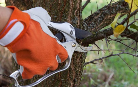 Stop Pruning Your Garden In The Fall When To Prune Shrubs And Trees Pruning Tree