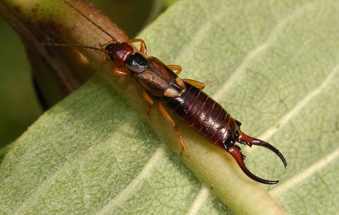 How To Control Earwigs In Your Garden Best Ways To Get Rid Of