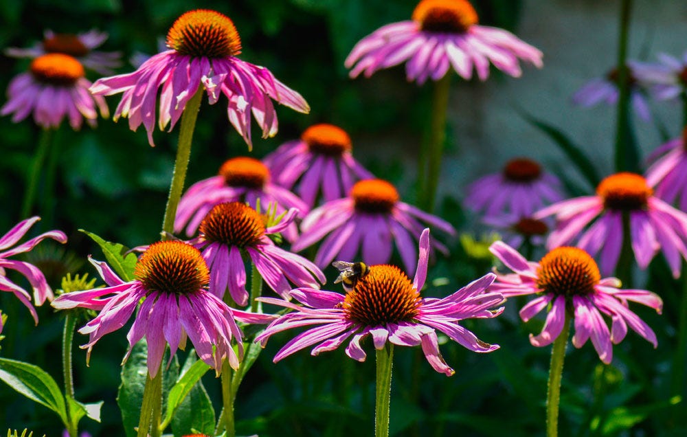 How To Grow Echinacea Growing Coneflowers