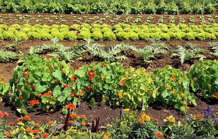 Why You Should Always Plant Flowers In Your Vegetable ...