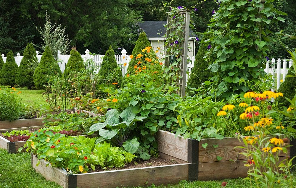 flowers in vegetable garden start simple