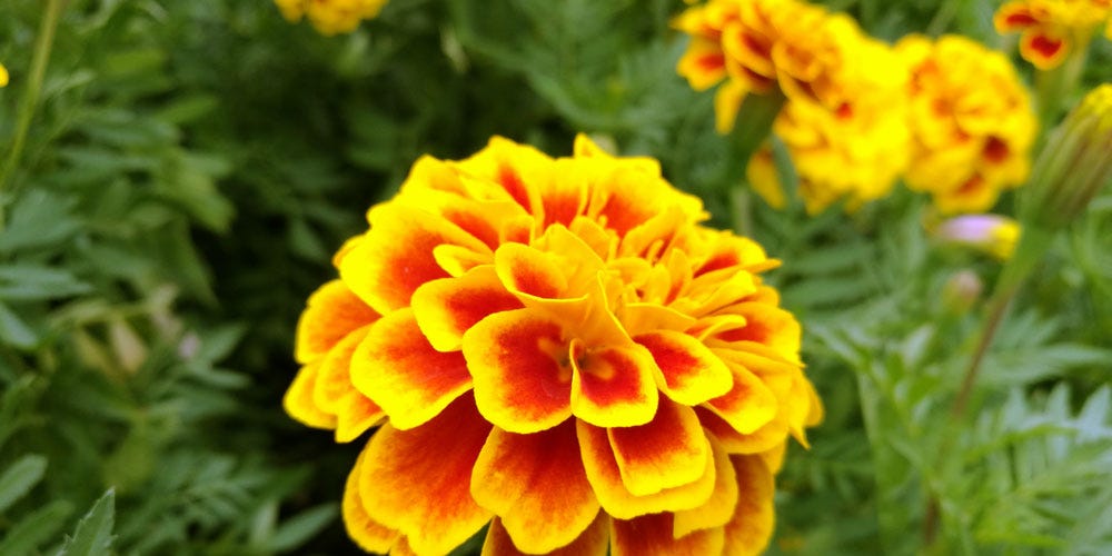 Marigold Kitchen Valentine S Day Marigold Kitchen Valentine S Day