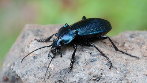 Escarabajo de tierra