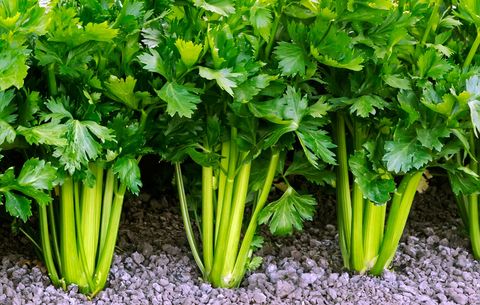 growing celery