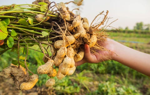 harvesting Peanuts