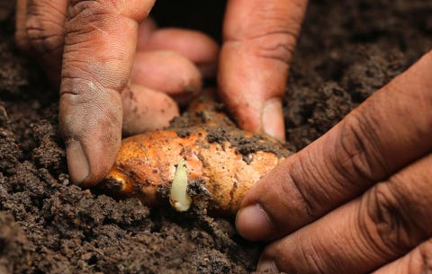 How to Grow Turmeric Indoors - Planting Turmeric Root