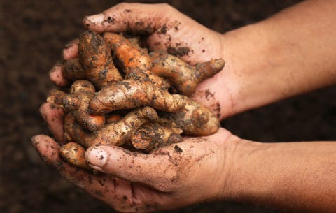 Freshly harvested turmeric root with dirt
