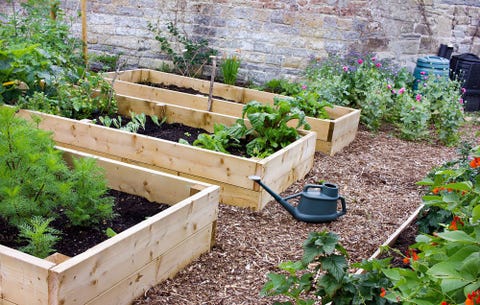 raised garden beds