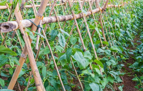 beans growing on trellis