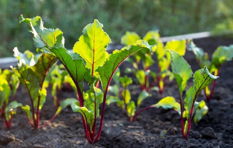 beet greens growing from soil