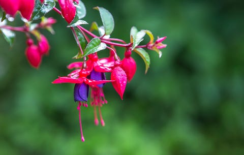 fuschia 