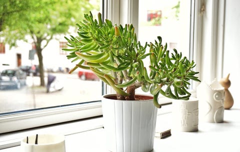 jade plant