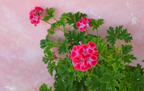 Pelargonie 