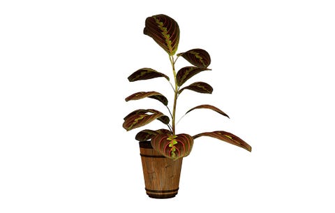 The Best Houseplants To Give As Gifts Rodale S Organic Life Prayer Plant